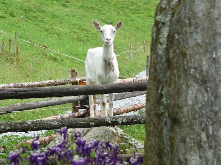 酒店 Almhof Lackner