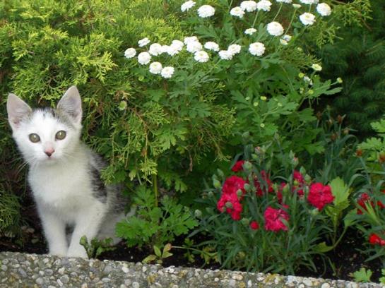 Bauernhof-familie Scheidl