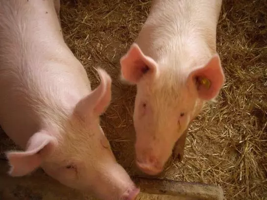 Bauernhof-familie Scheidl