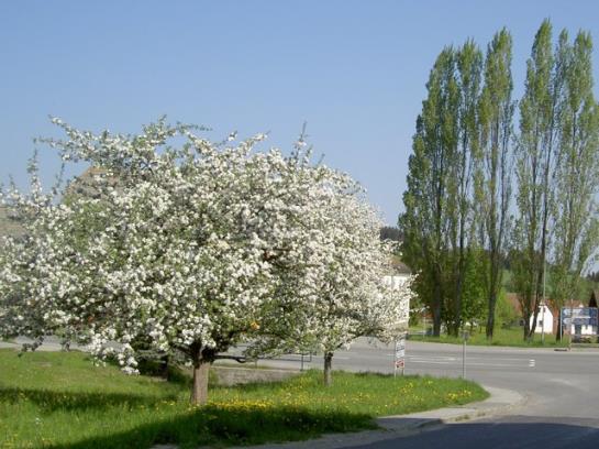 Bauernhof-familie Scheidl