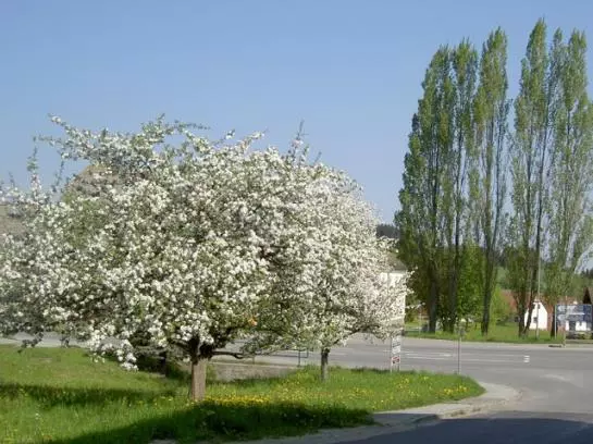 Bauernhof-familie Scheidl