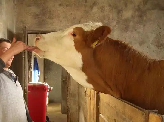 Bauernhof-familie Scheidl