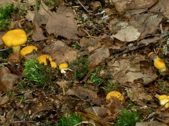 Bauernhof-familie Scheidl