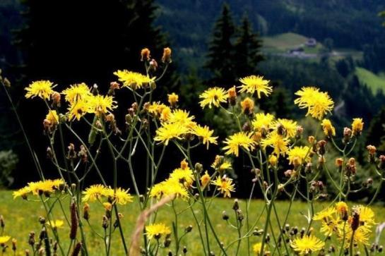 Ferienhaus Hanserhof
