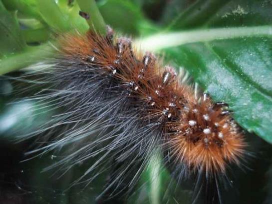 Bauernhof Oberniggler