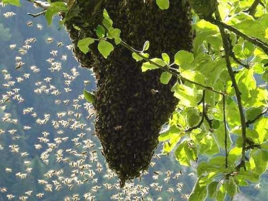 Bauernhof Oberniggler