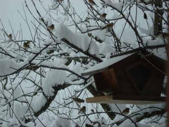 Bauernhof Oberniggler