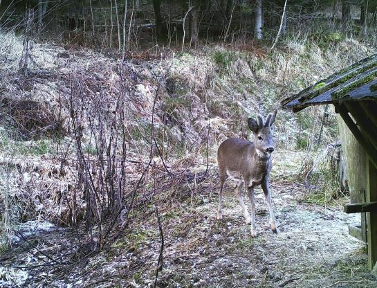 호텔 Ferienhaus Hollinger