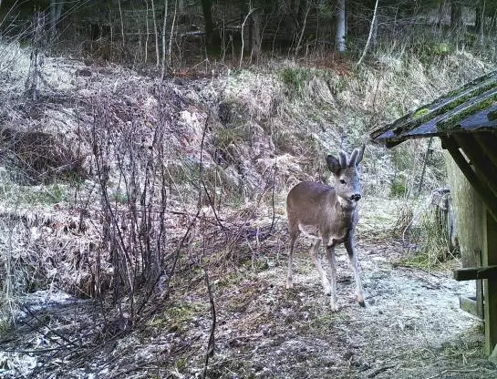 酒店 Ferienhaus Hollinger