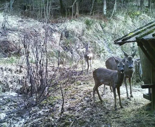 酒店 Ferienhaus Hollinger