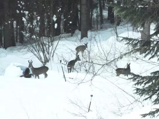 酒店 Ferienhaus Hollinger