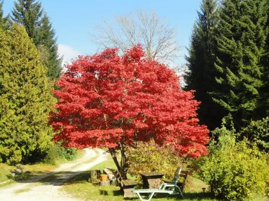 酒店 Ferienhaus Hollinger