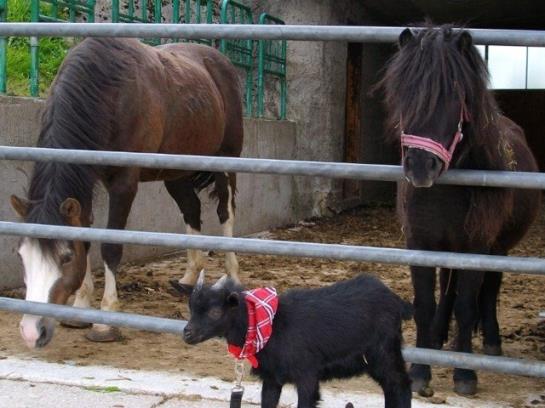 Hotel Hochserner-hof