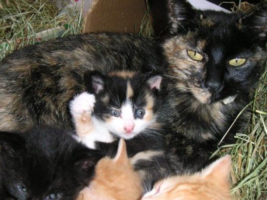 Hotel Hochserner-hof