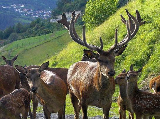 Bed and Breakfast Schranz Pension