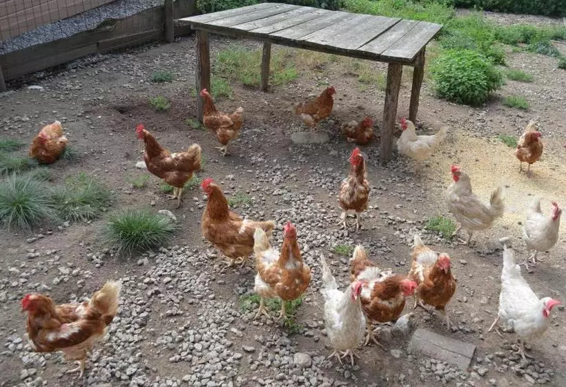 Majatalo Gasthof Alte Tanne