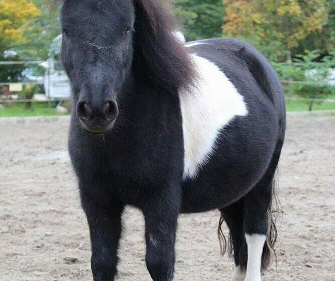 Сельский отель Schwarzfelder Hof