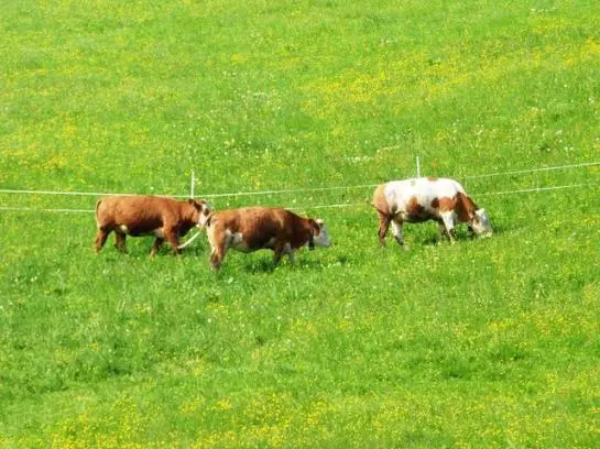 Bauernhof Elsbichlhof