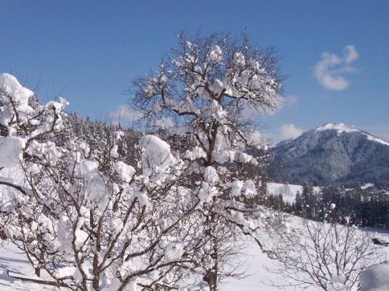 Bauernhof Elsbichlhof