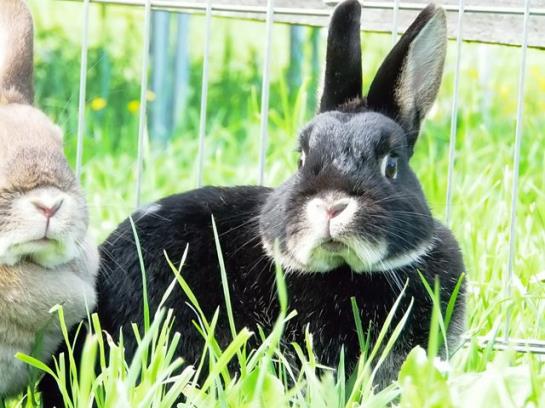 Bauernhof Elsbichlhof