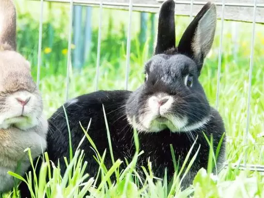 Bauernhof Elsbichlhof