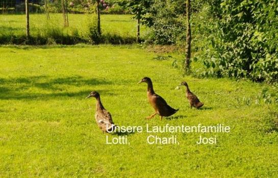 호텔 Familie Regina & Josef Allerstorfer