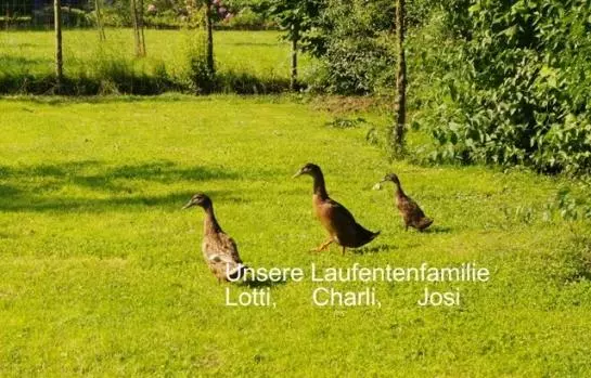 فندق Familie Regina & Josef Allerstorfer