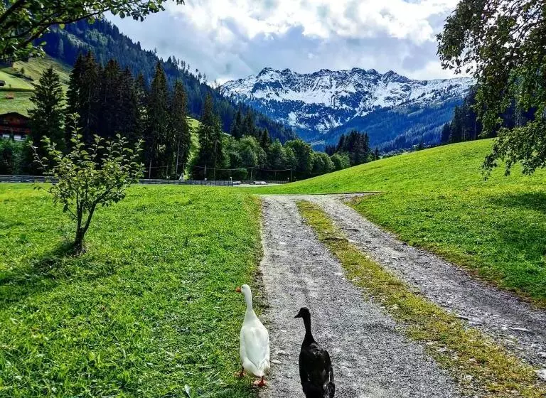 Отель Ferienwohnungen Lehenhof