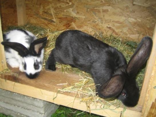 Bauernhof Familie Sepp Und Sabine Koeck