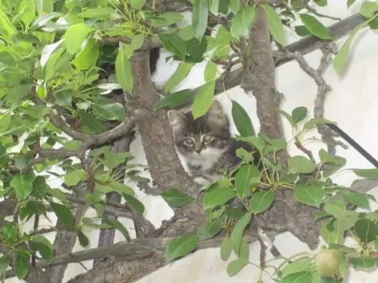 Bauernhof Familie Sepp Und Sabine Koeck