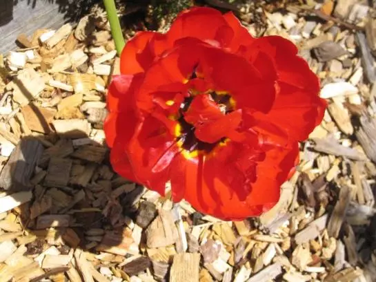 Bauernhof Familie Sepp Und Sabine Koeck