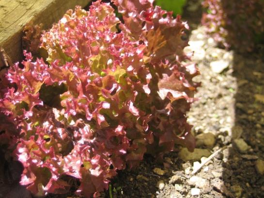 Bauernhof Familie Sepp Und Sabine Koeck