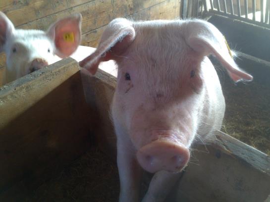 Bauernhof Weidinghof