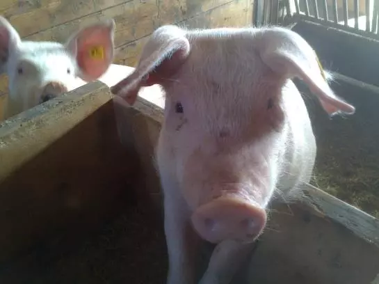 Bauernhof Weidinghof