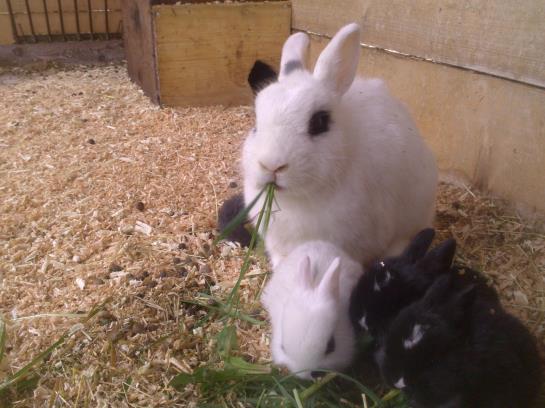 Bauernhof Weidinghof