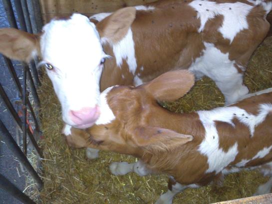 Bauernhof Weidinghof