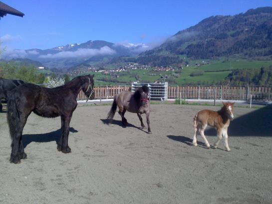 Bauernhof Weidinghof