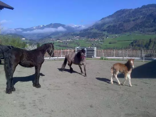 Bauernhof Weidinghof