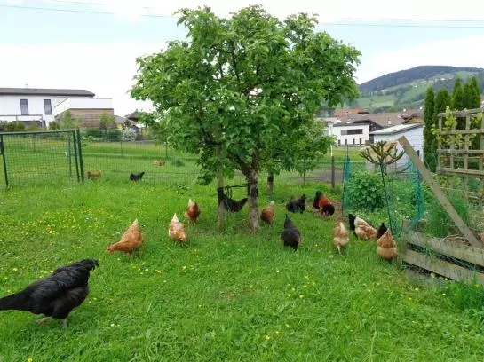 צימר Pension Herned