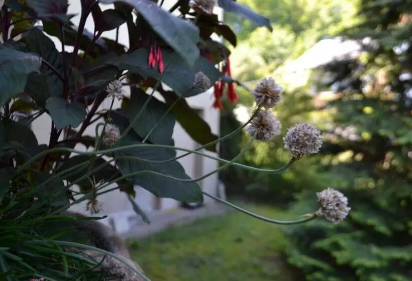 ペンション Gästehaus Pfisterer