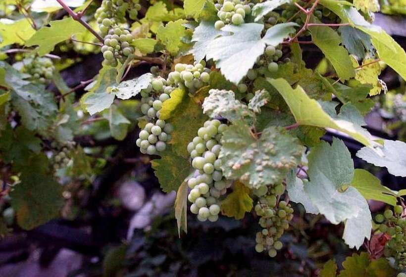 Elektro Hotel Rosenhaus Gmbh