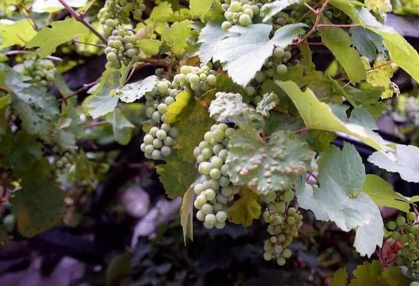 Elektro Hotel Rosenhaus Gmbh