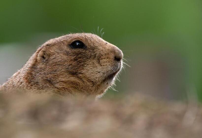 בית מלון כפרי Hôtel Hélianthe