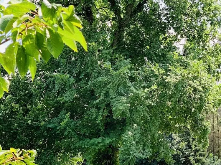 בית מלון כפרי Jagdschloß Walkenried