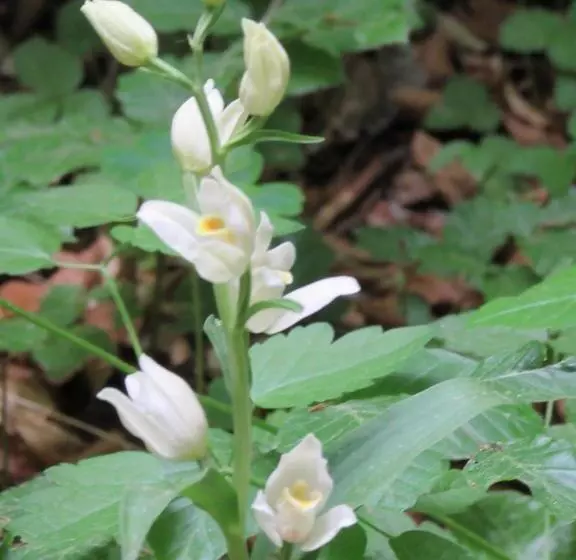 فندق Haus Orchideental Jena