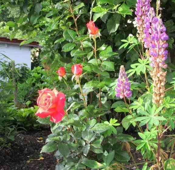 فندق Haus Orchideental Jena