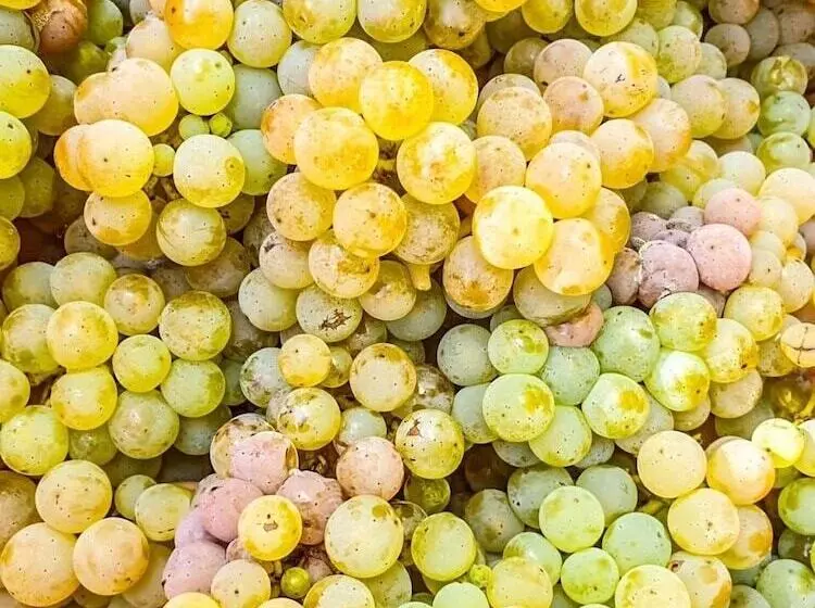 Moselhotel Weinhaus Simon ``sauna``restaurant``eladesäule