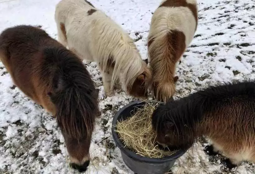Отель Schöne Aussicht