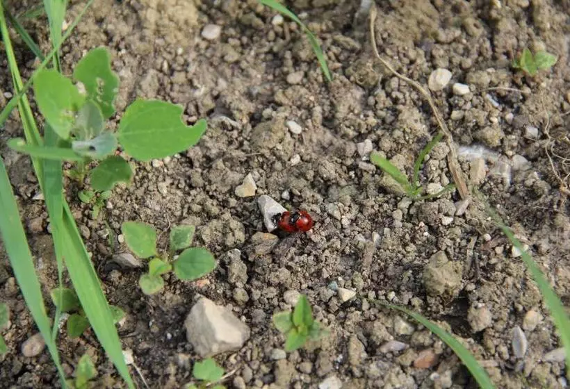 ベッドアンドブレックファースト Pension Nocksteinblick