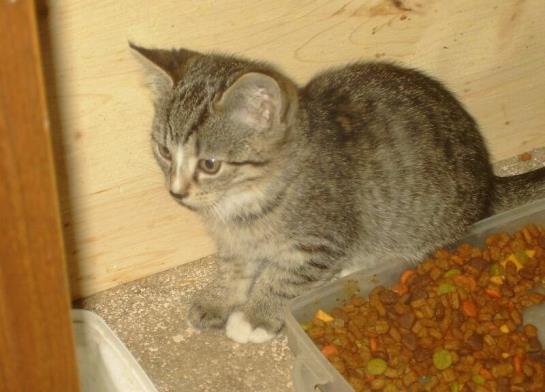 Familienbauernhof Strassbauer